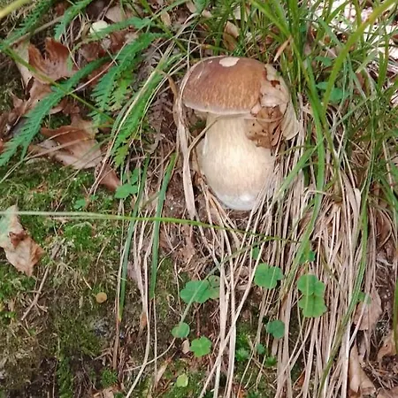 Azzurro Apartment Cannobio