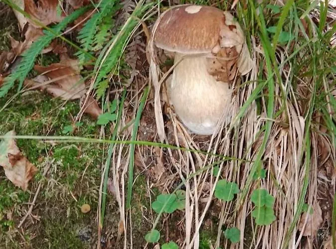 Azzurro Apartment Cannobio